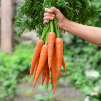 Carrots