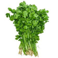 Coriander bunch