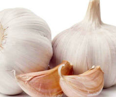 Garlic