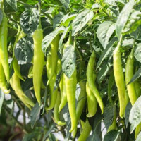 Light Green Chillies