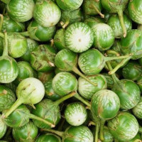 Polur brinjal