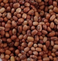 Red Cow Peas / Alasandalu / Bobbarlu