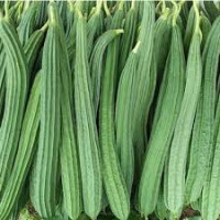 Ridge gourd